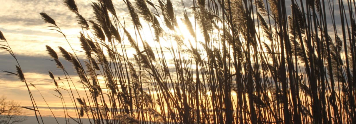 Designated regional areas