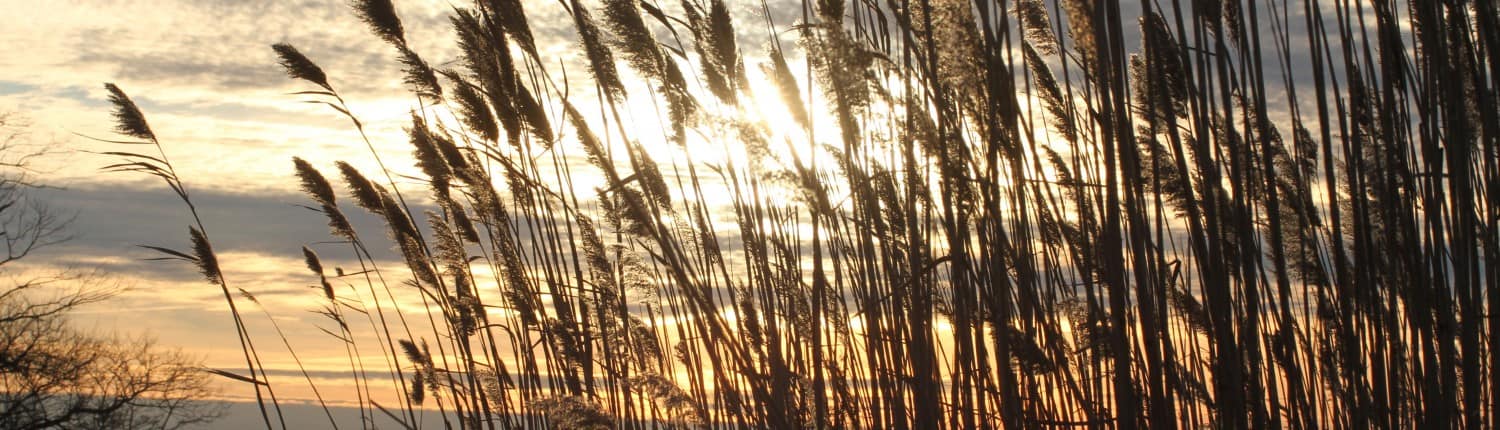 Designated regional areas Designated regional areas