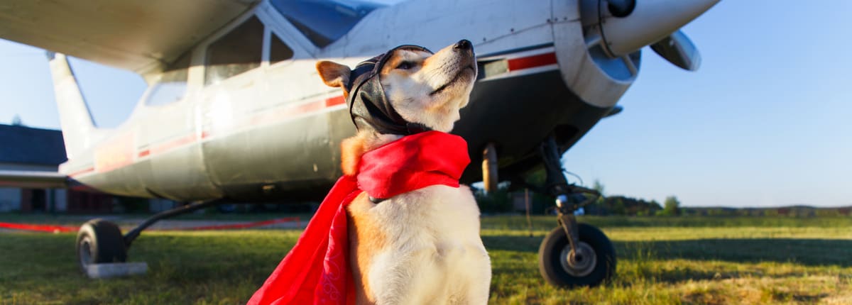 Bringing-your-pets-to-Australia Mang thú cưng đến Úc