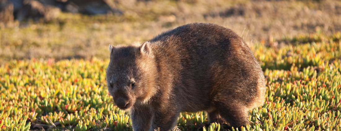 Wombat-Tarkine-Tasmania