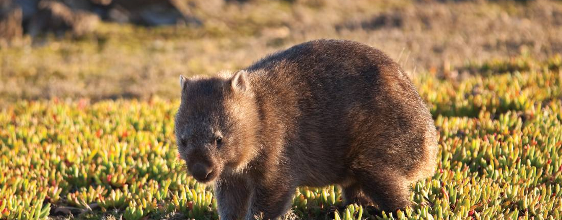 Wombat-Tarkine-Tasmania Wombat-Tarkine-Tasmania