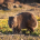 Wombat-Tarkine-Tasmania