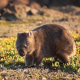 Wombat-Tarkine-Tasmania